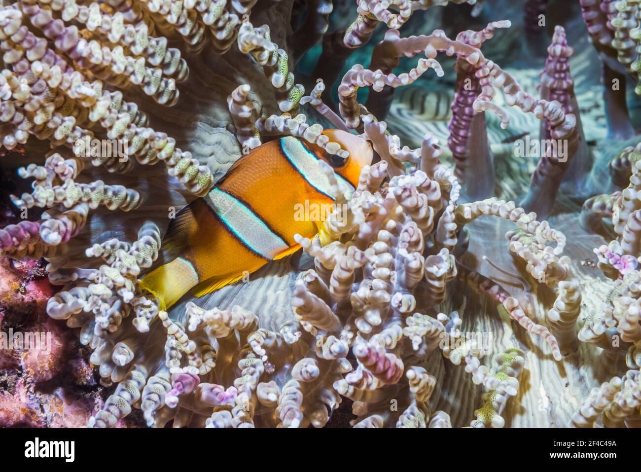 L'anémonégone de Clark [Amphiprion clarkii]. Tulamben, Bali, Indonésie. Banque D'Images