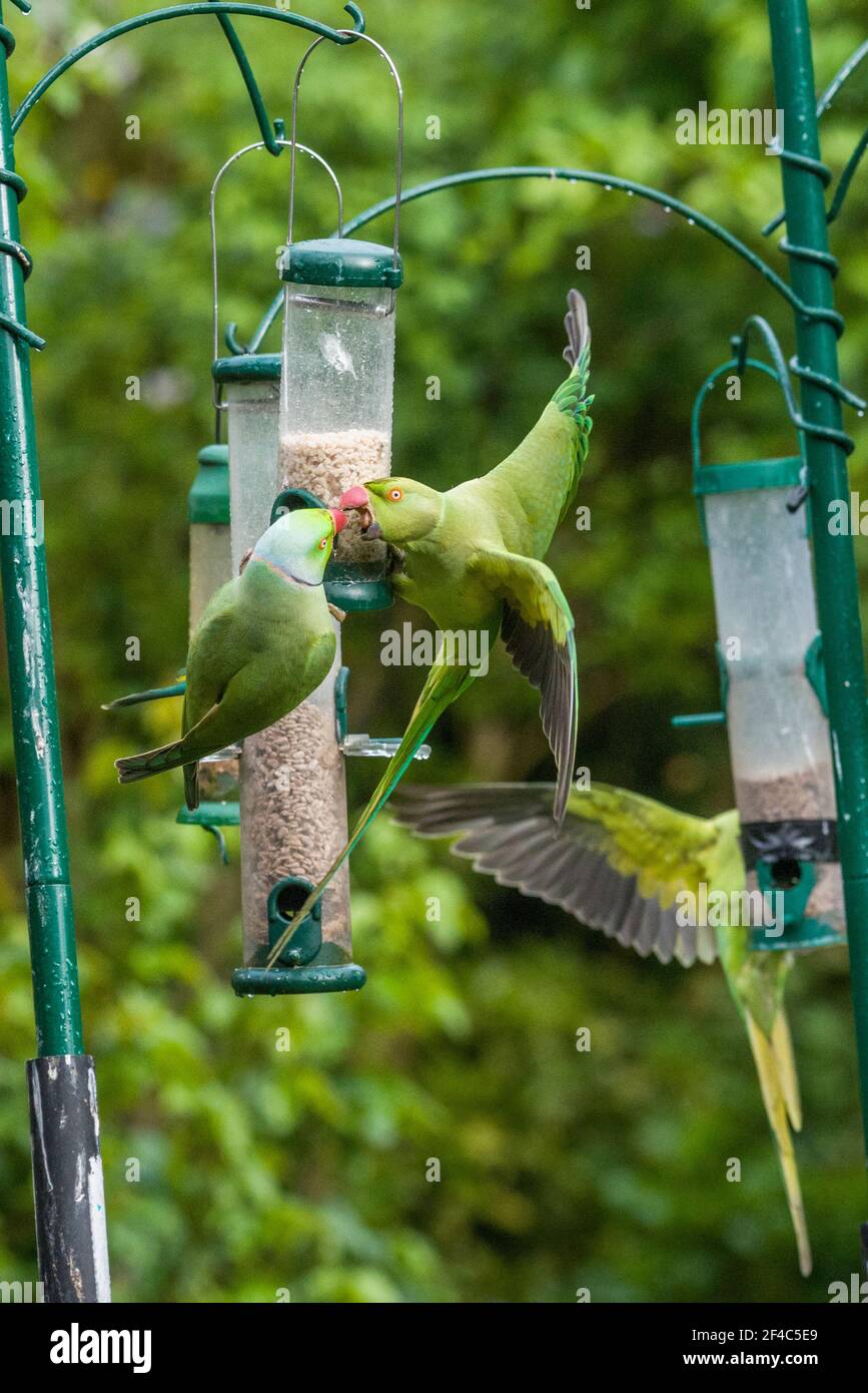 Ou héron [perruches à collier Psittacula krameri] se disputant sur mangeoire pour oiseaux. Londres, Royaume-Uni. Banque D'Images