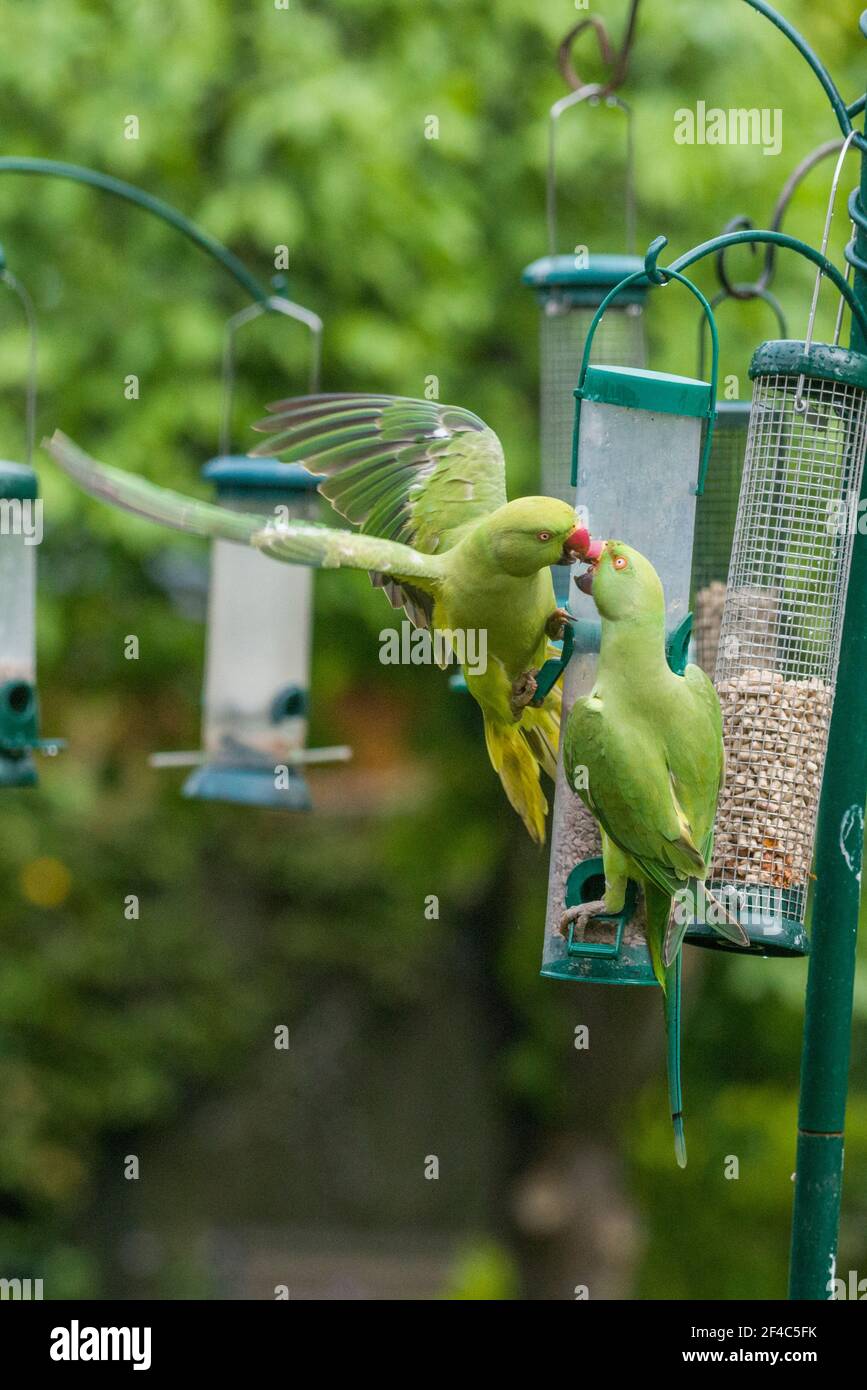 Ou héron [perruches à collier Psittacula krameri] se disputant sur mangeoire pour oiseaux. Londres, Royaume-Uni. Banque D'Images