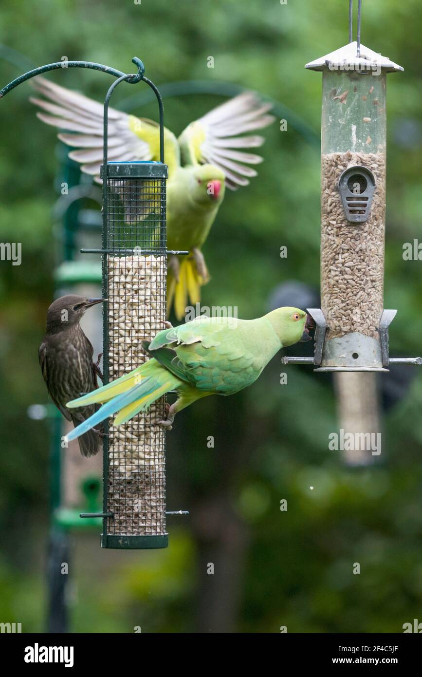 Parakeet à rodés ou à col annulaire [Psittacula krameri] et un Starling [Sturnus vulgaris] sur un mangeoire à oiseaux. Londres, Royaume-Uni. Banque D'Images
