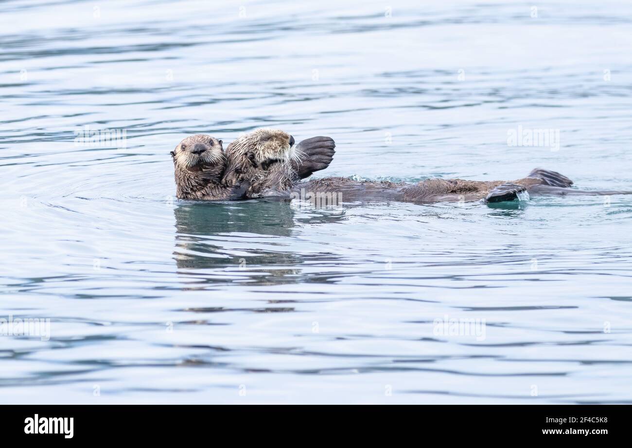 Mère loutre de mer et son pup flottant dans l'eau de la baie de Kamechak en Alaska. Banque D'Images