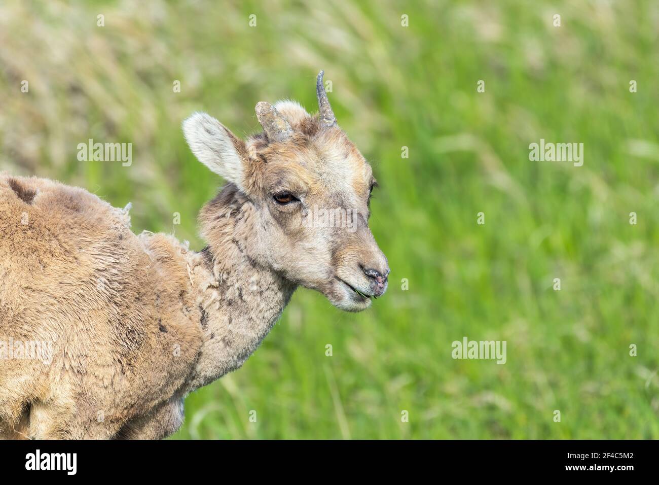 Portrait d'un jeune mouflon d'Amérique dans le parc national des Badlands Banque D'Images