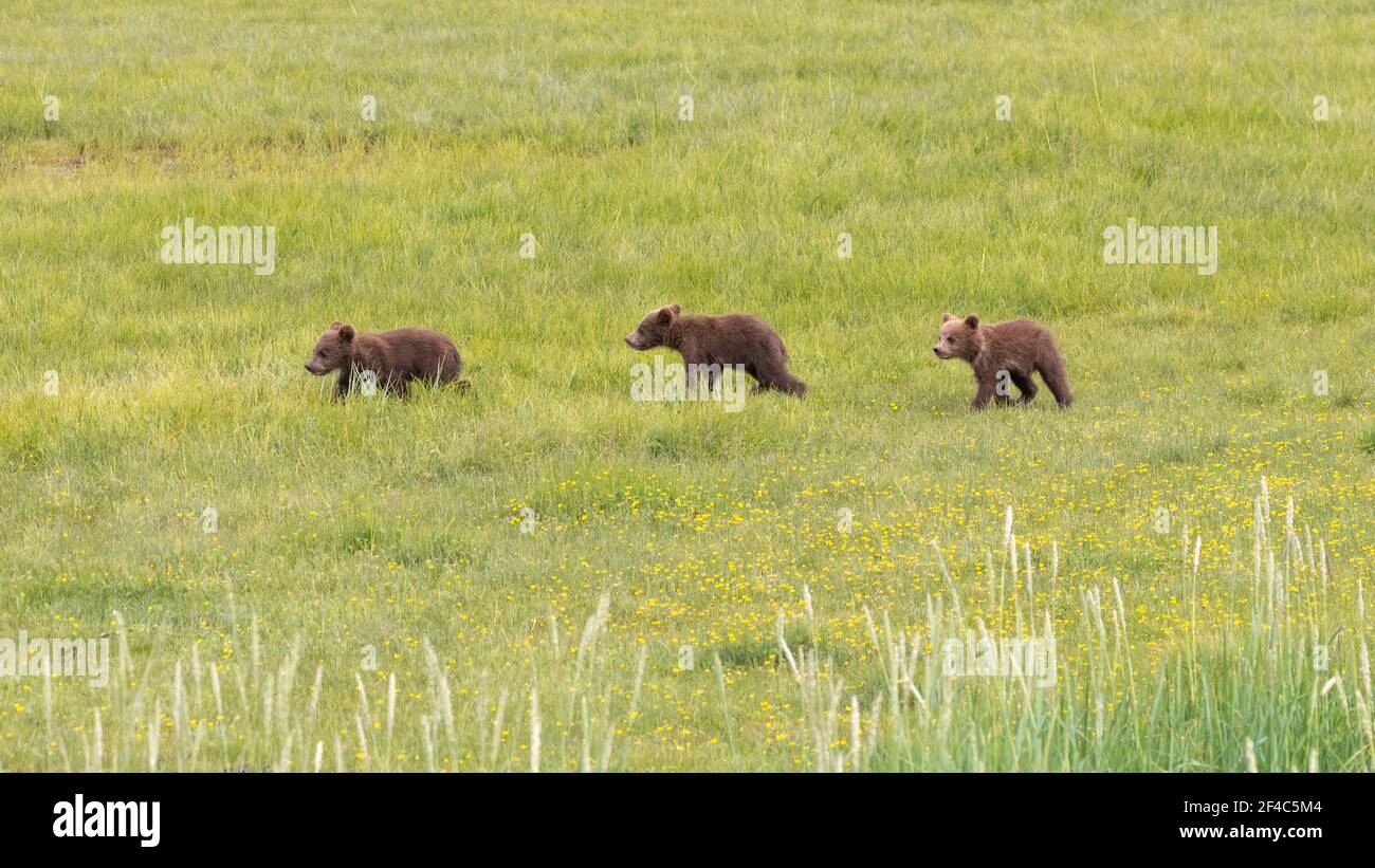 Petits ours bruns côtiers dans le parc national du lac Clark. Banque D'Images