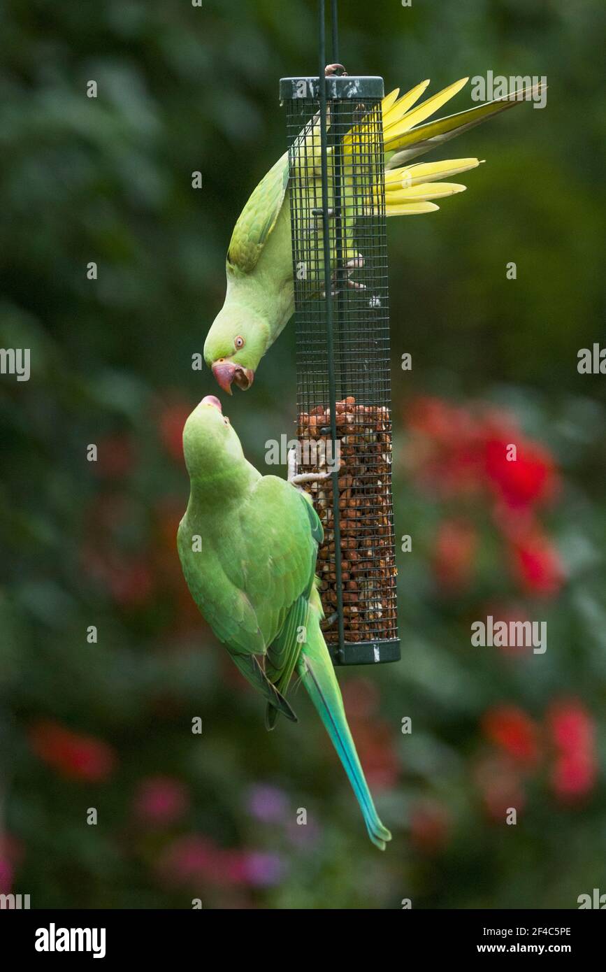Ou héron [perruches à collier Psittacula krameri] se disputant sur mangeoire pour oiseaux. Londres, Royaume-Uni. Banque D'Images