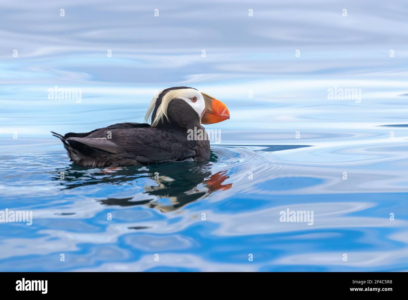 Un macareux touffeté nageant dans l'eau de la baie de Kachemak. Banque D'Images