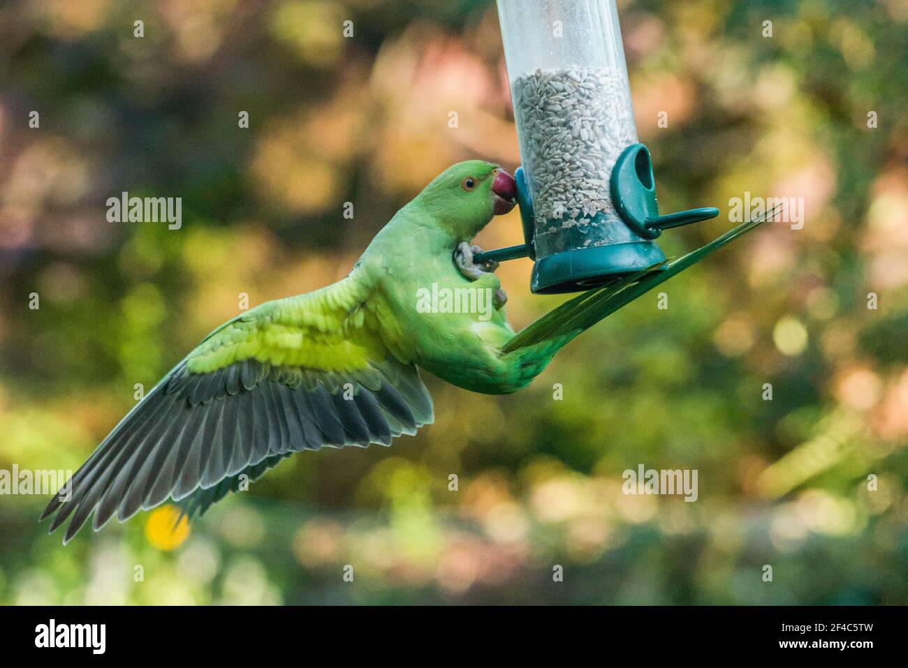 Parakeet à rosier ou à col annulaire [Psittacula krameri] sur mangeoire à oiseaux. Londres, Royaume-Uni. Banque D'Images