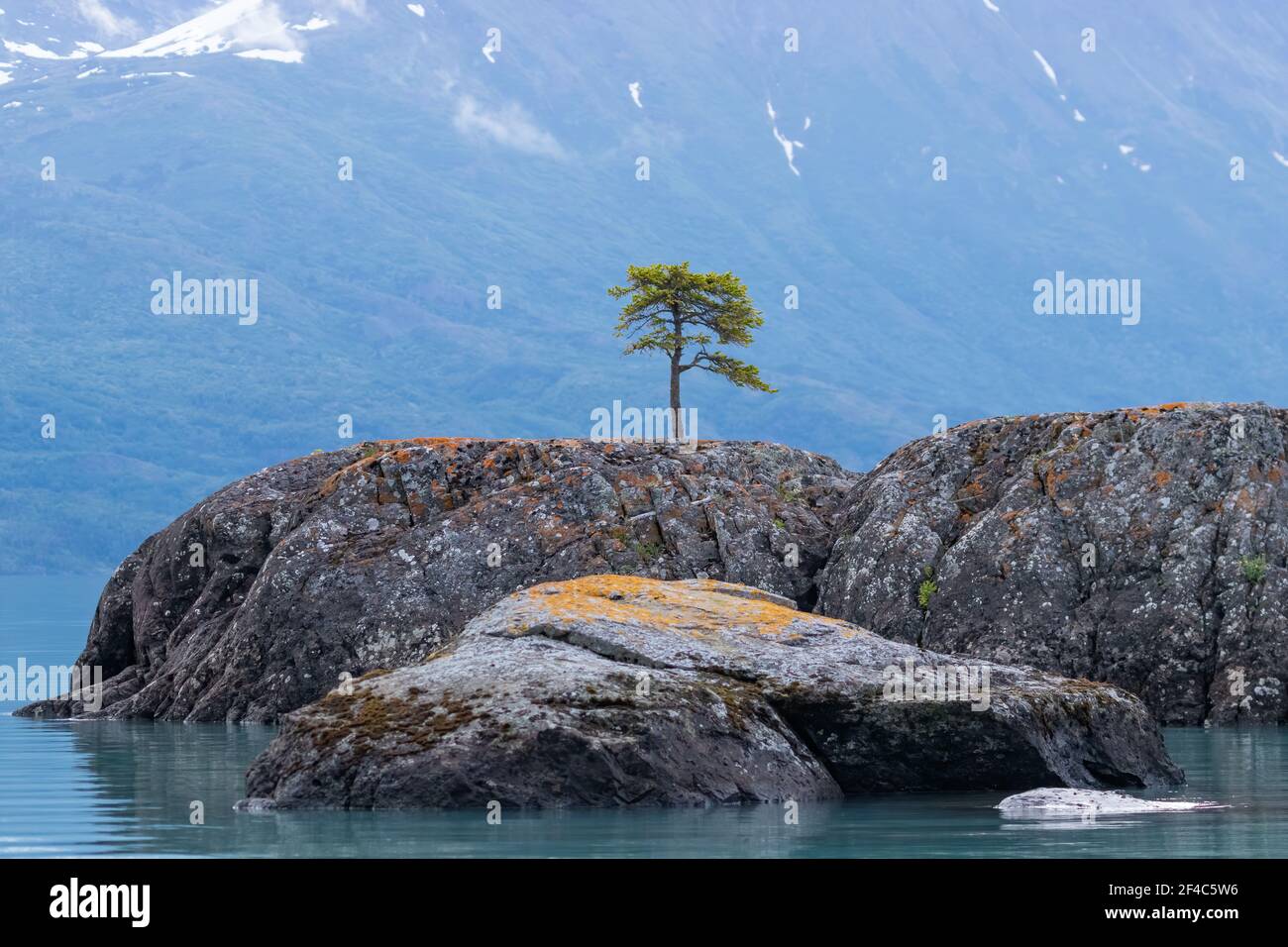 Arbre poussant sur une grande roche dans le lac Skilak Banque D'Images