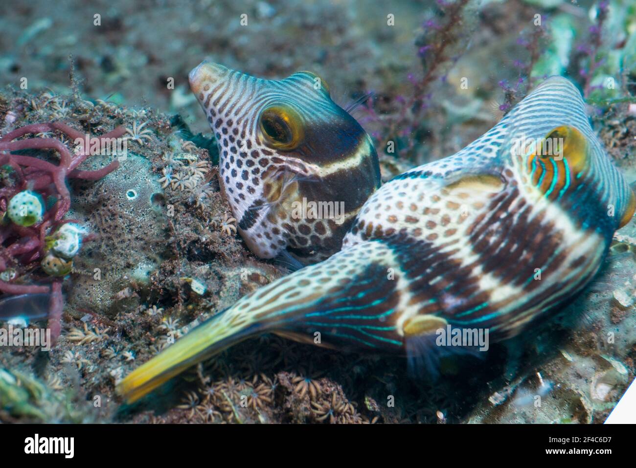 Paire de mares à nez pointu de Valentini ou de toby à selles noires [Canthigaster valentini]. Tulamben, Bali, Indonésie. Banque D'Images