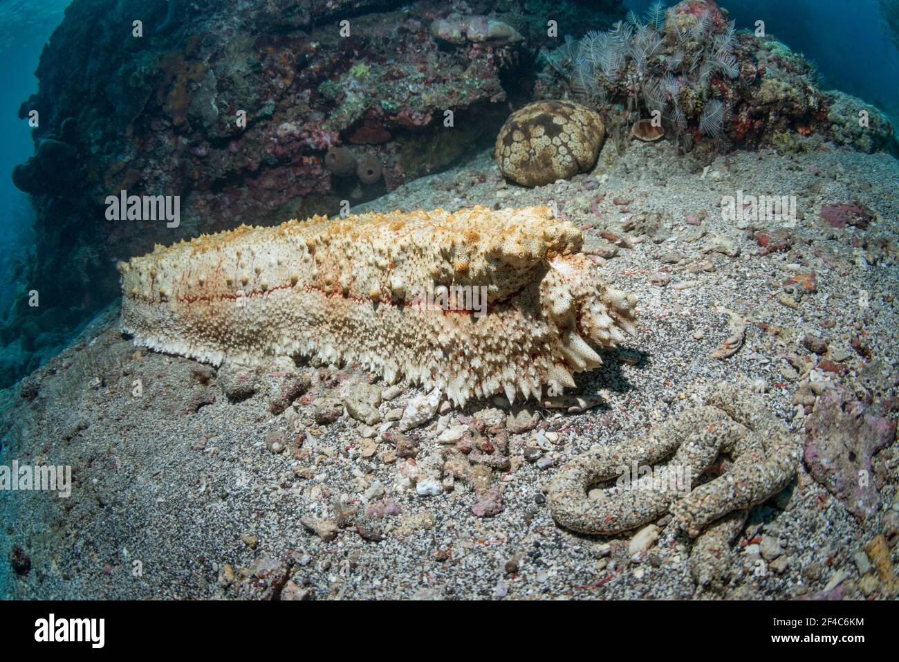 Concombre de mer d'Amberfish [Thelenota anax]. Tulamben, Bali, Indonésie. Les concombres de mer se nourrissent de particules dans le sable. Banque D'Images