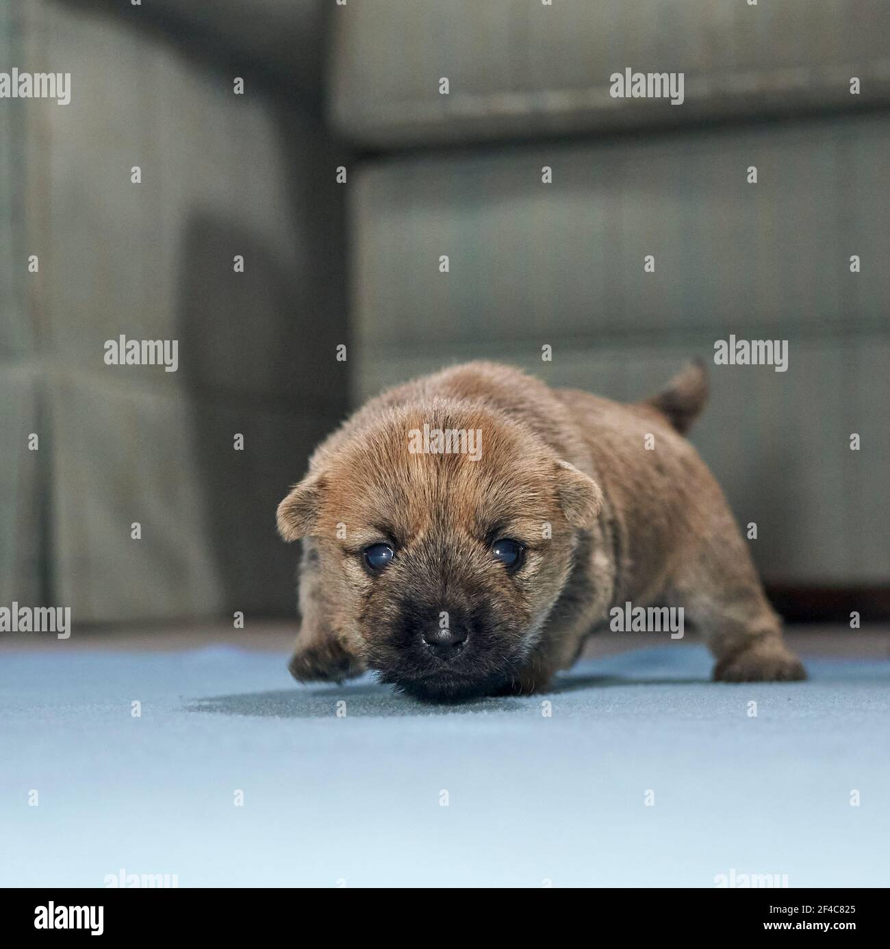 Mignon Cairn Terrier chiot (14 jours) couché sur le sol de la salle de séjour de la famille. Banque D'Images