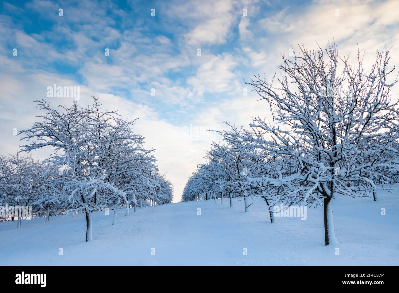 Arbres fruitiers dans un paysage d'hiver avec beau ciel, verger enneigé Banque D'Images
