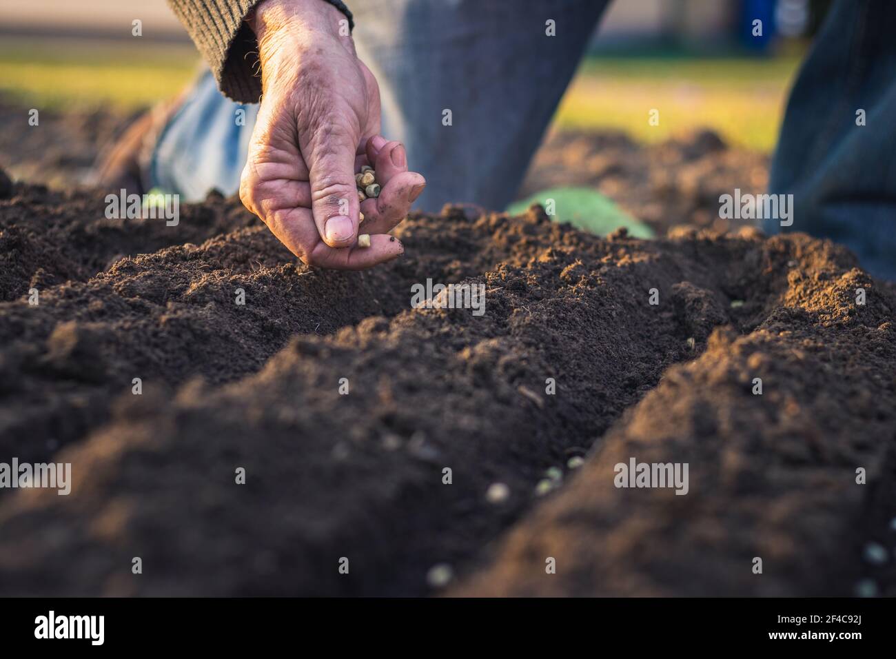 Fermier plante à la main des semences de pois verts dans le sol. Semis au printemps. Concept de jardinage Banque D'Images