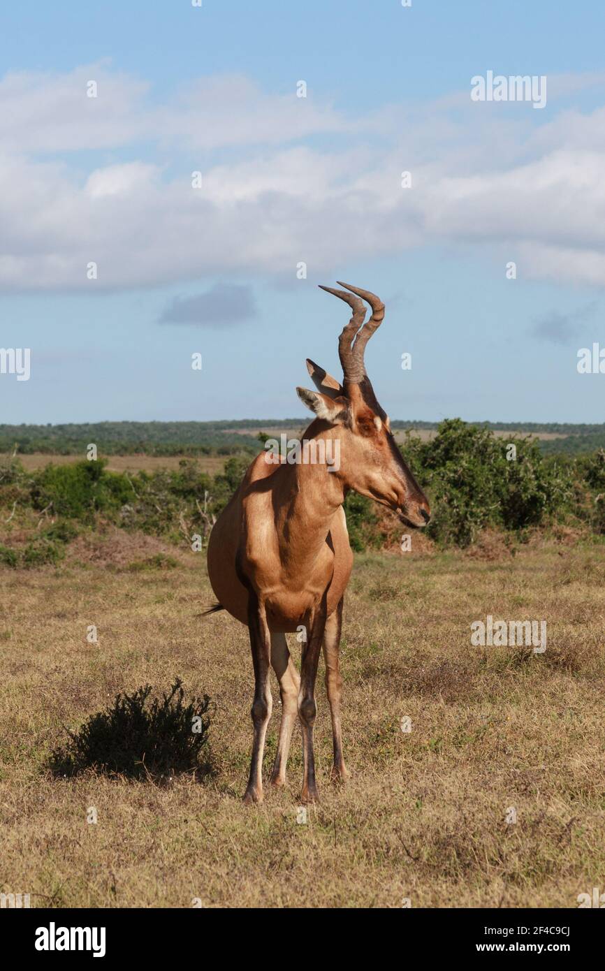 Hartebeest rouge avec le visage tourné à la caméra (Alcelaphus buselaphus caama), Parc national de l'éléphant d'Addo, Cap oriental, Afrique du Sud Banque D'Images