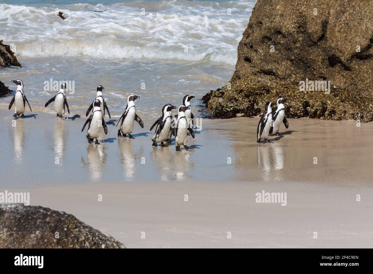 Groupe de pingouins africains sortant de l'eau, avec réflexion sur le sable humide, Boulders Beach, Cape Peninsula, Cape Town, Afrique du Sud Banque D'Images