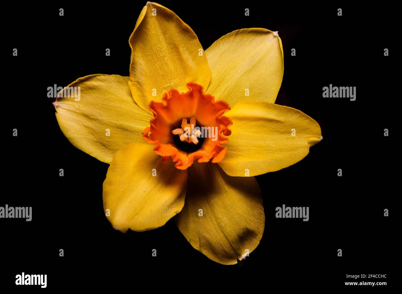 Fleur de jonquille jaune (Narcissus tazetta) sur fond noir Banque D'Images