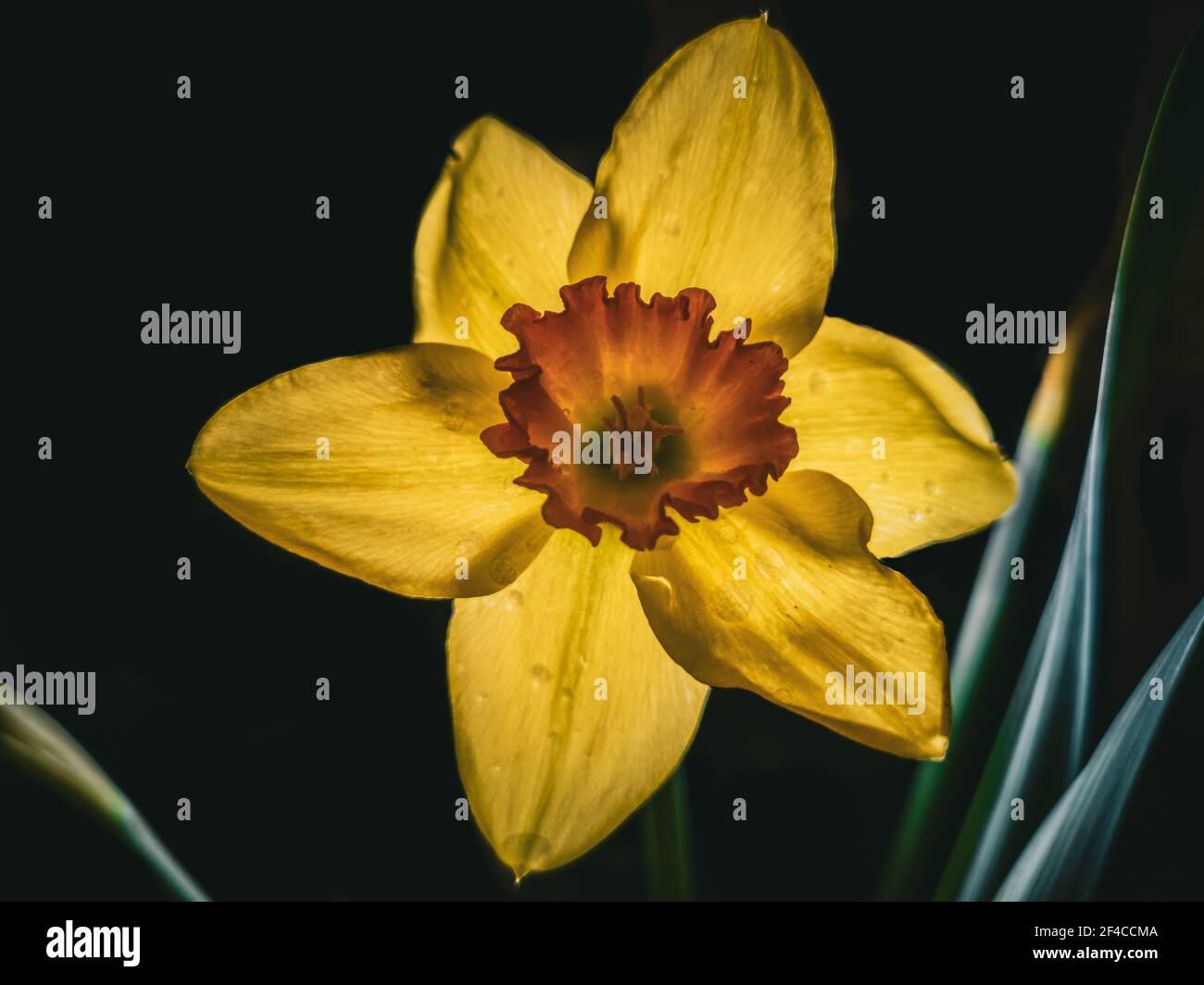 Fleur de jonquille jaune (Narcissus tazetta) sur fond noir Banque D'Images