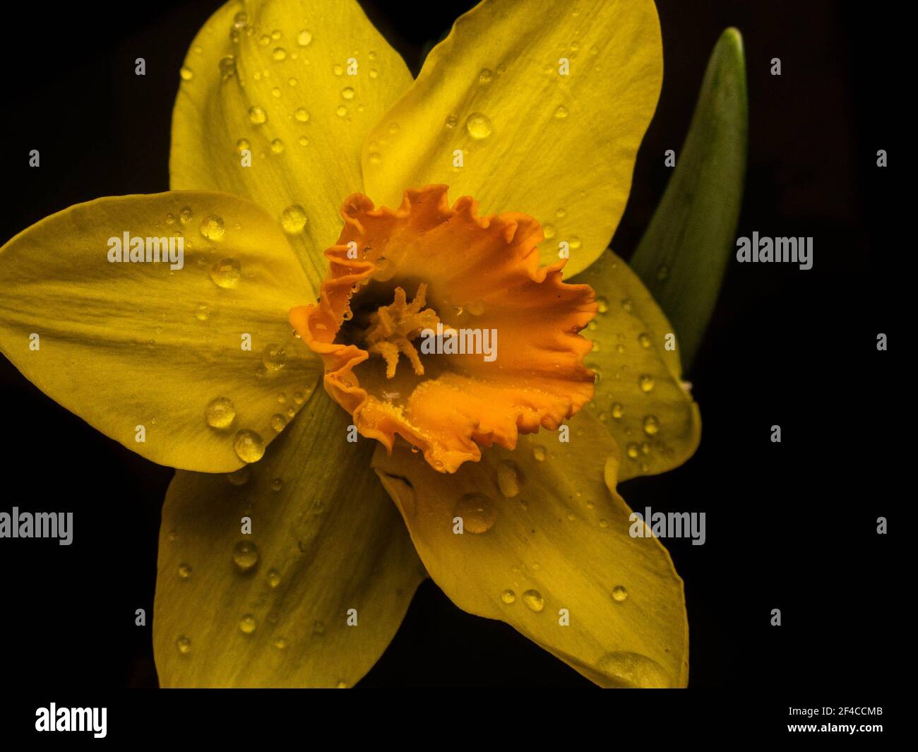 Fleur de jonquille jaune (Narcissus tazetta) sur fond noir Banque D'Images