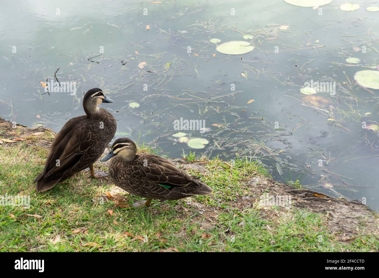 Deux canards noirs indigènes du Pacifique, anas superciliosa, se reposant sur le bord herbeux d'un lac. Banque D'Images