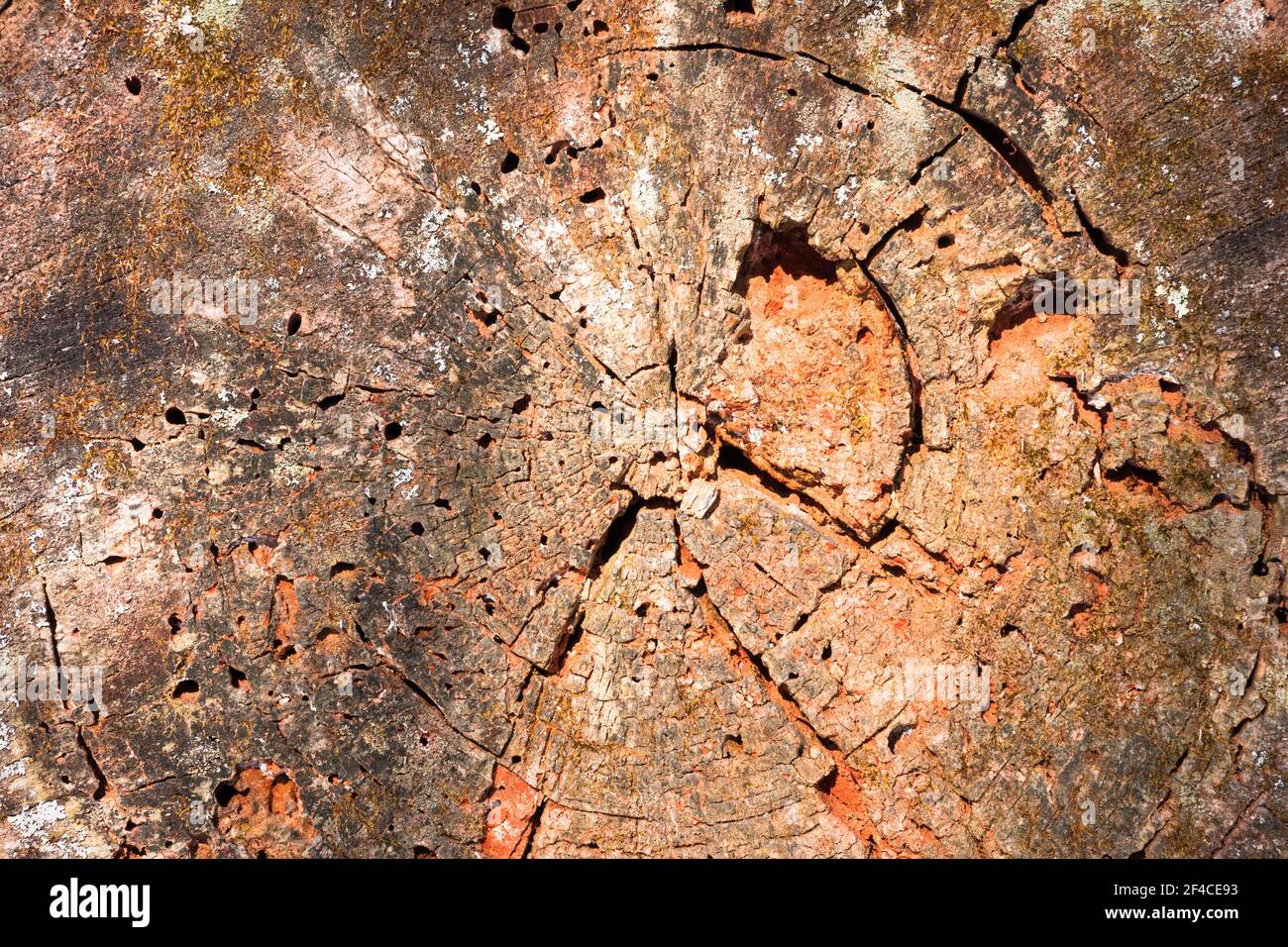 Section de tronc d'arbre - gros plan. Texture Banque D'Images