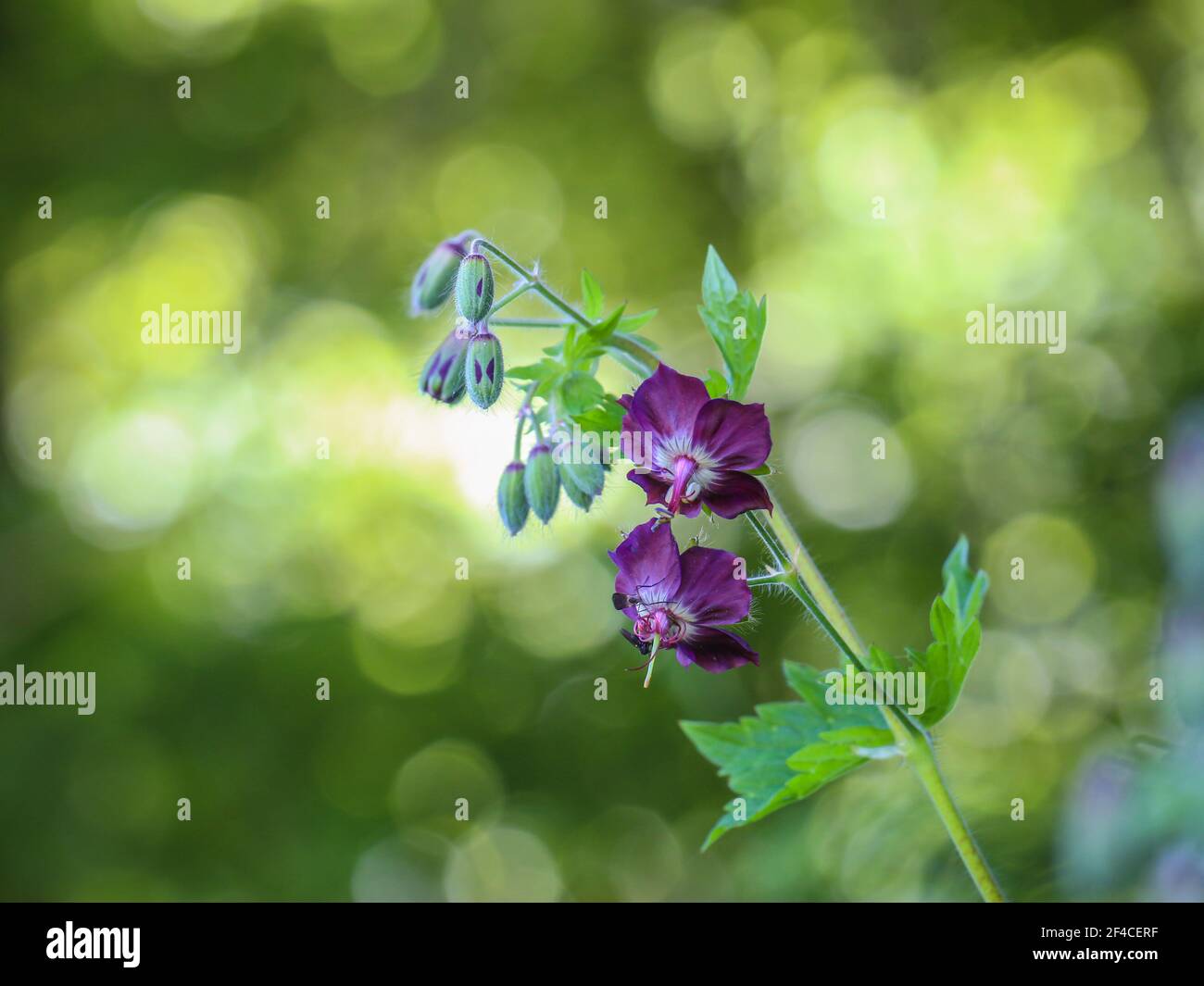 Fleurs violettes de Geranium phaeum, dusky cranesbill sur le Mont Mokra Gora près de Tulin en Serbie Banque D'Images