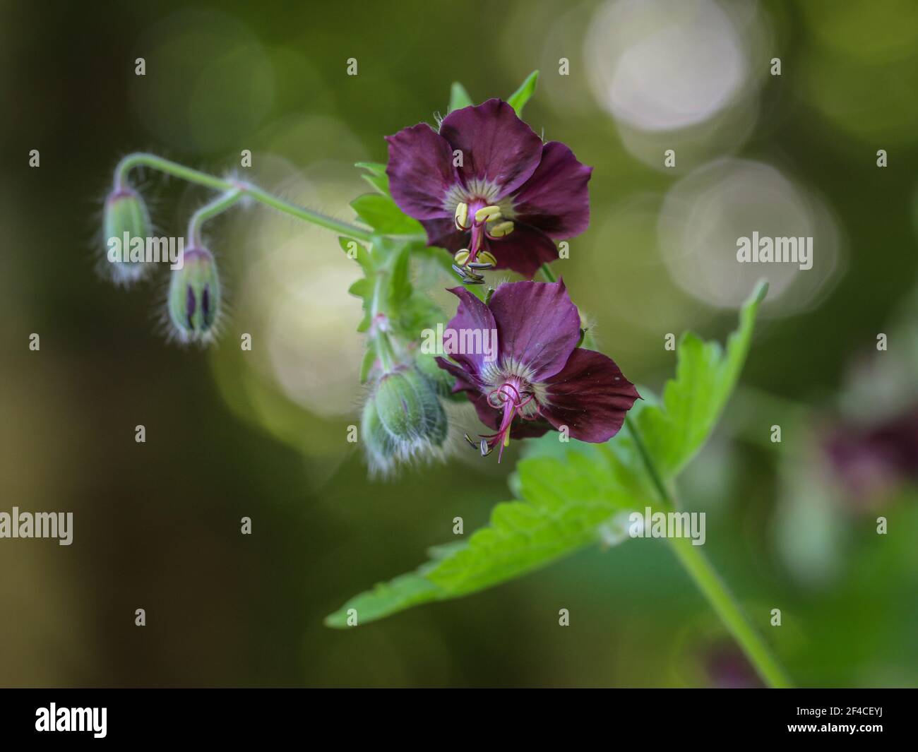 Fleurs violettes de Geranium phaeum, dusky cranesbill sur le Mont Mokra Gora près de Tulin en Serbie Banque D'Images