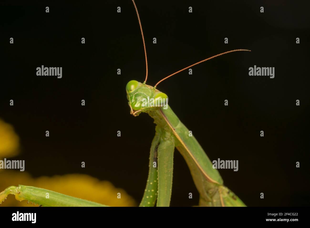 Prier Mantis ou European Mantis (lat. Mantis religiosa) est un gros insecte hémimétobolique de la famille des Mantidae (les 'antides'). Banque D'Images