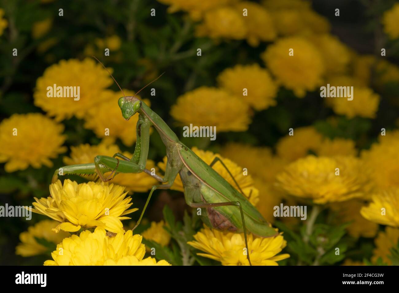 Prier Mantis ou European Mantis (lat. Mantis religiosa) est un gros insecte hémimétobolique de la famille des Mantidae (les 'antides'). Banque D'Images