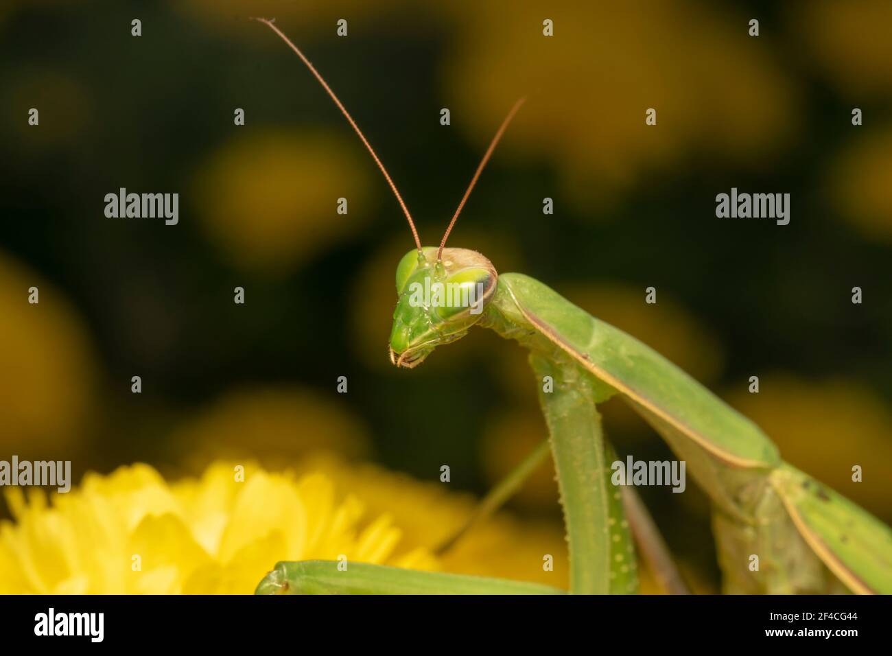 Prier Mantis ou European Mantis (lat. Mantis religiosa) est un gros insecte hémimétobolique de la famille des Mantidae (les 'antides'). Banque D'Images