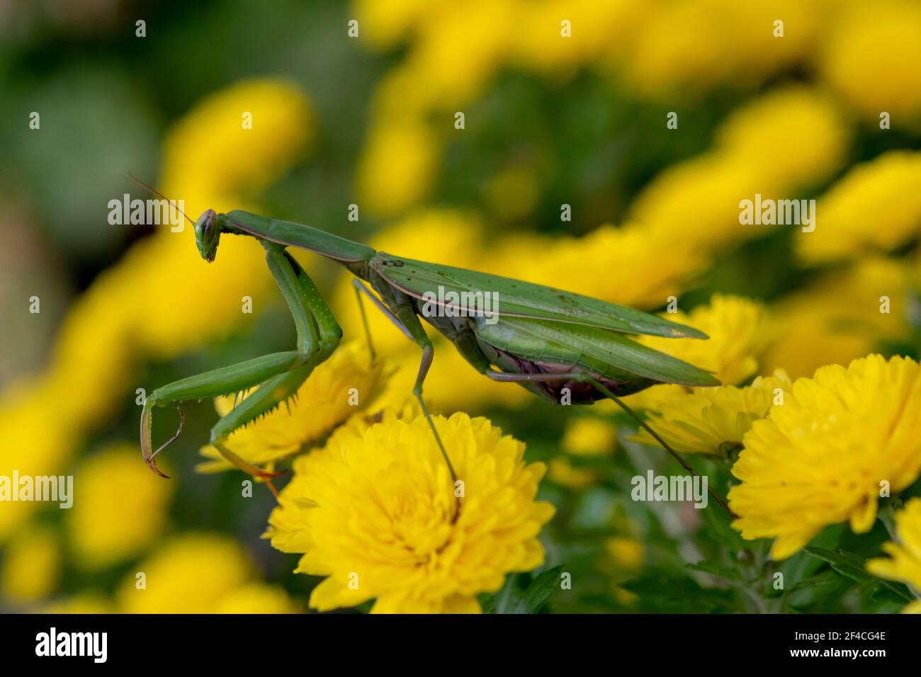 Prier Mantis ou European Mantis (lat. Mantis religiosa) est un gros insecte hémimétobolique de la famille des Mantidae (les 'antides'). Banque D'Images