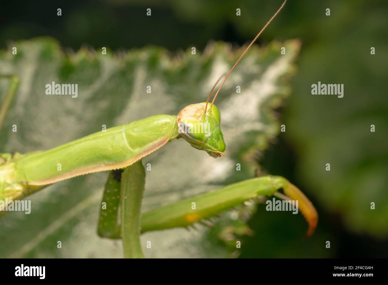 Prier Mantis ou European Mantis (lat. Mantis religiosa) est un gros insecte hémimétobolique de la famille des Mantidae (les 'antides'). Banque D'Images