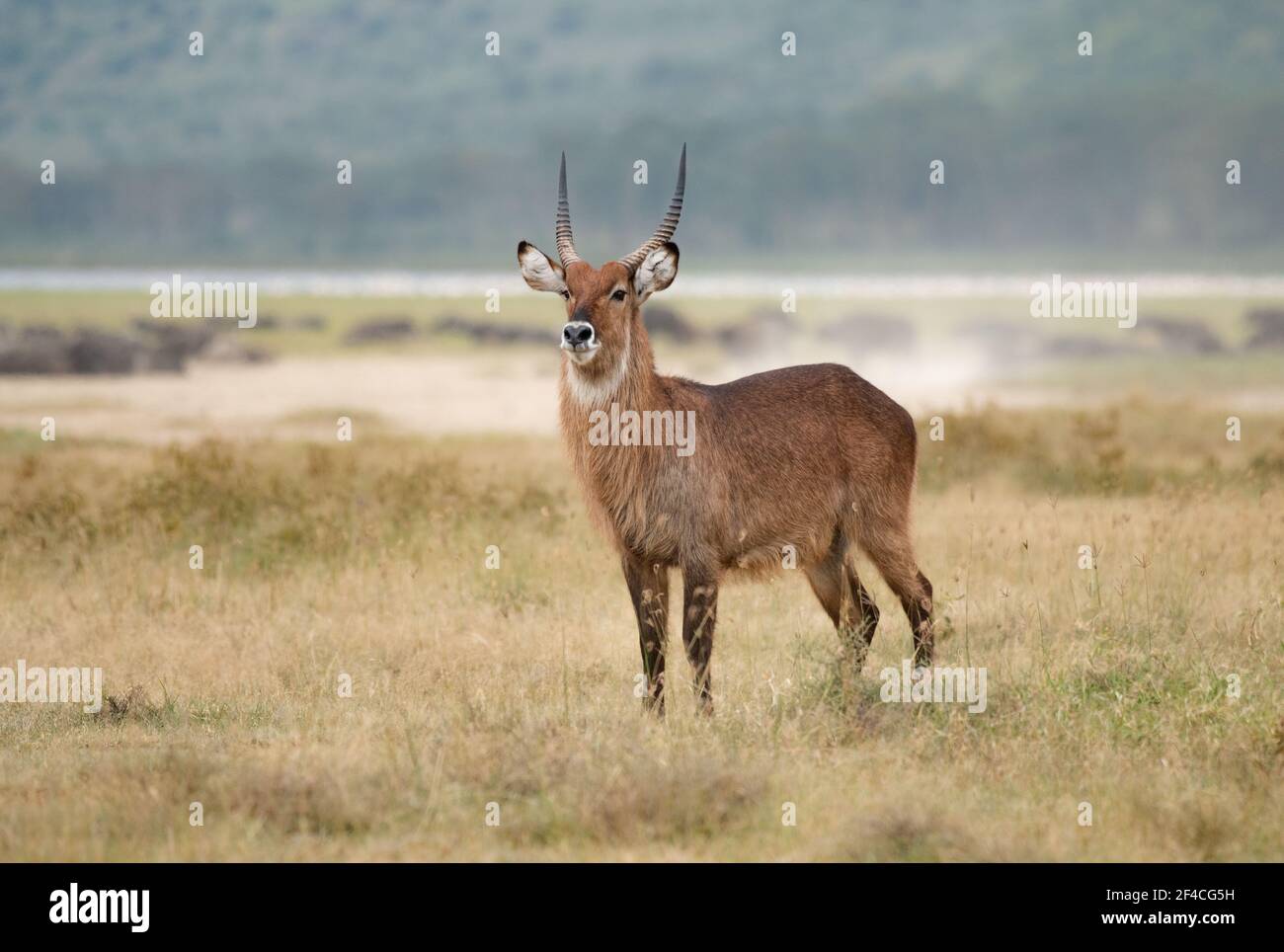 Waterbuck (Kobus ellipsiprymnus) Promenade dans la prairie sèche du lac Nakuru au Kenya Banque D'Images