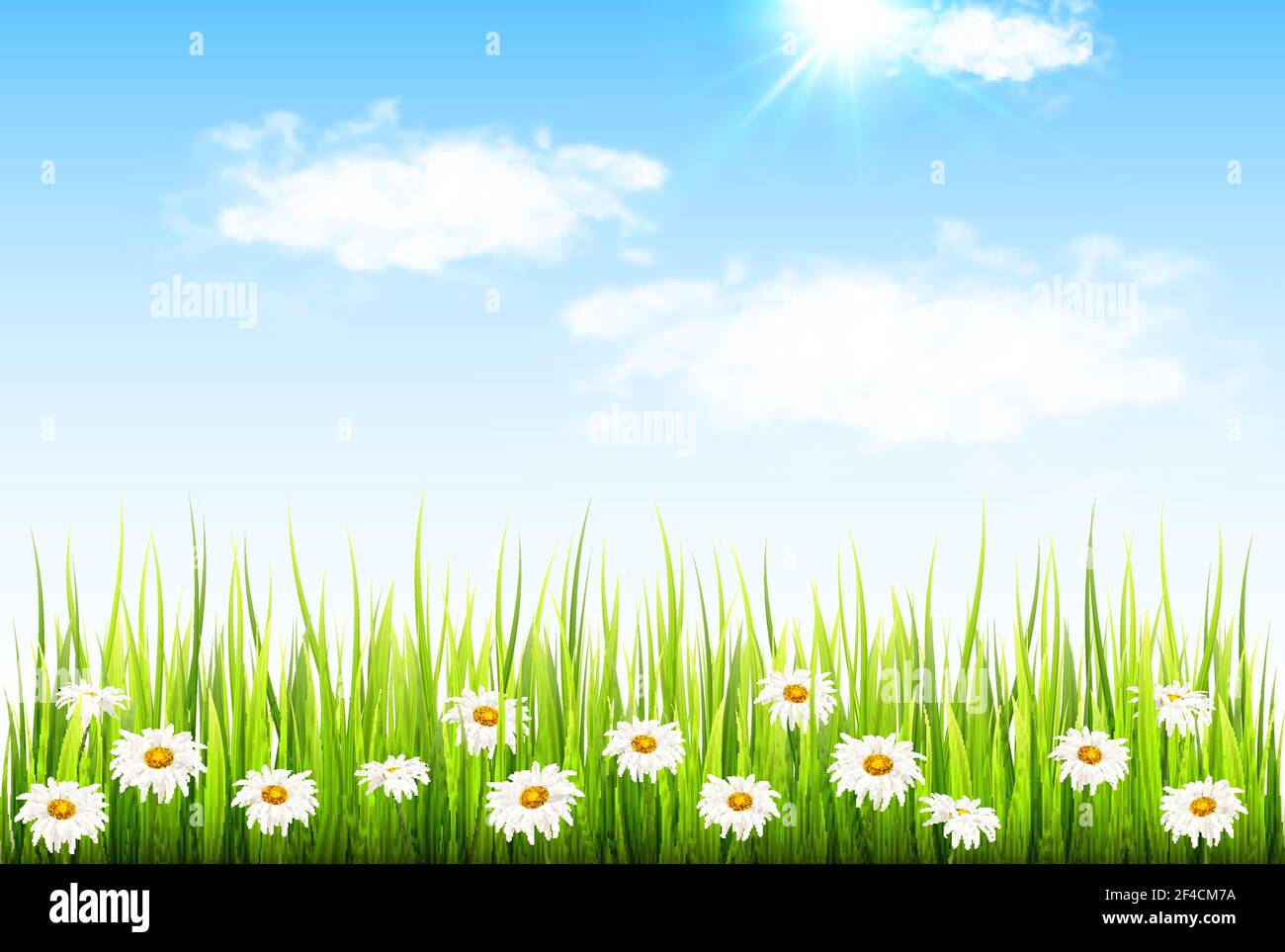 Fond de printemps avec herbe verte fraîche, fleurs de Marguerite et ciel bleu avec des nuages. Illustration vectorielle. Illustration de Vecteur