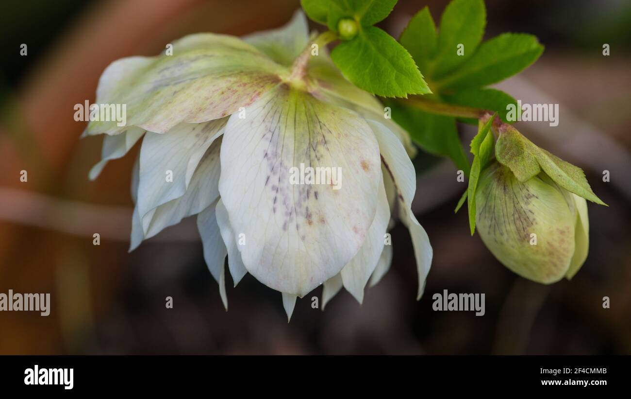 Un plan macro sur une double fleur helleborus Ellen White. Banque D'Images