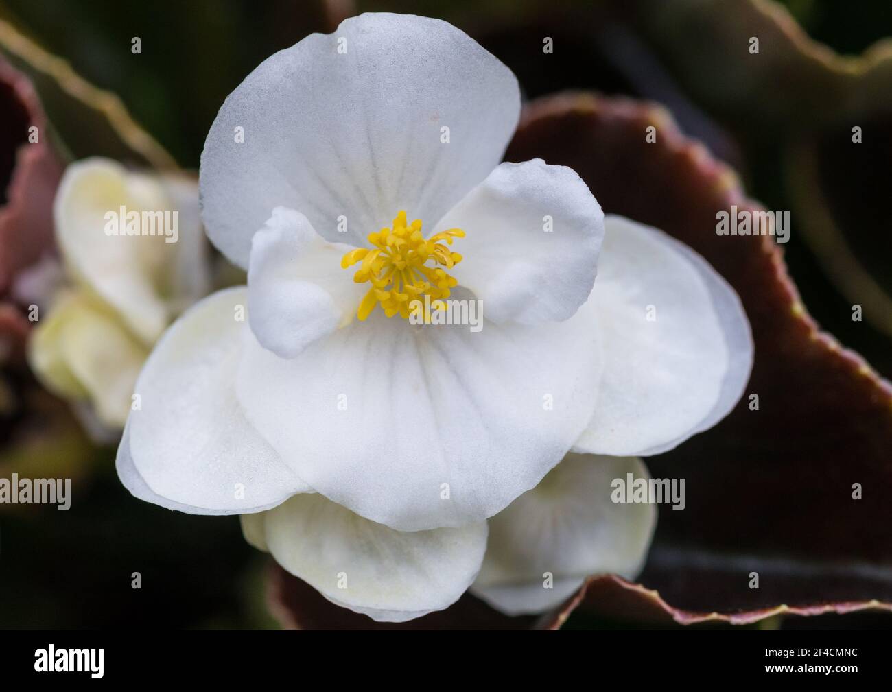 Photo macro d'une fleur de begonia blanche. Banque D'Images