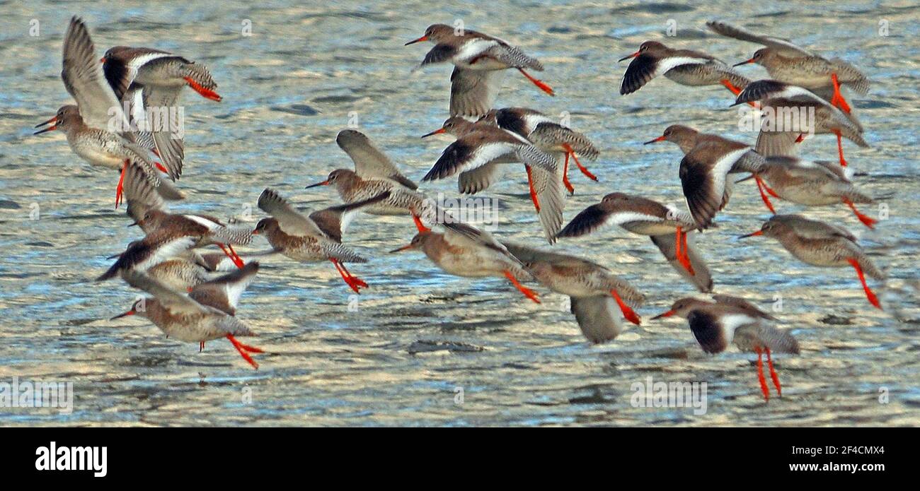 PORT REDSHANKS PORTSMOUTHN Banque D'Images
