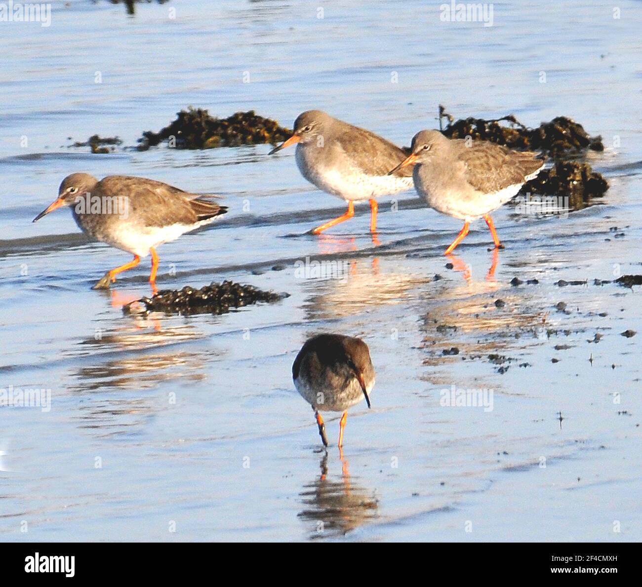 PORT REDSHANKS PORTSMOUTHN Banque D'Images
