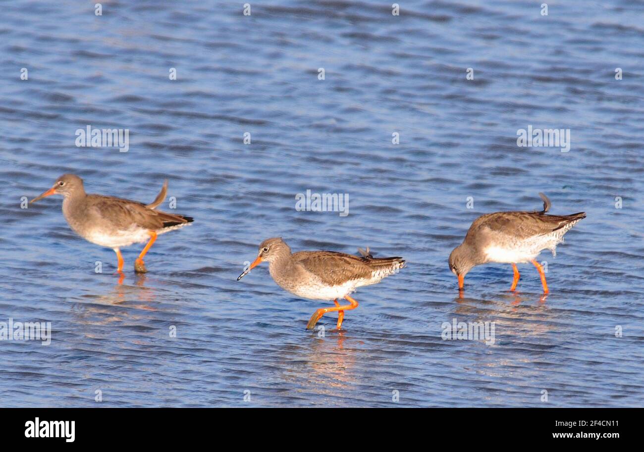 PORT REDSHANKS PORTSMOUTHN Banque D'Images