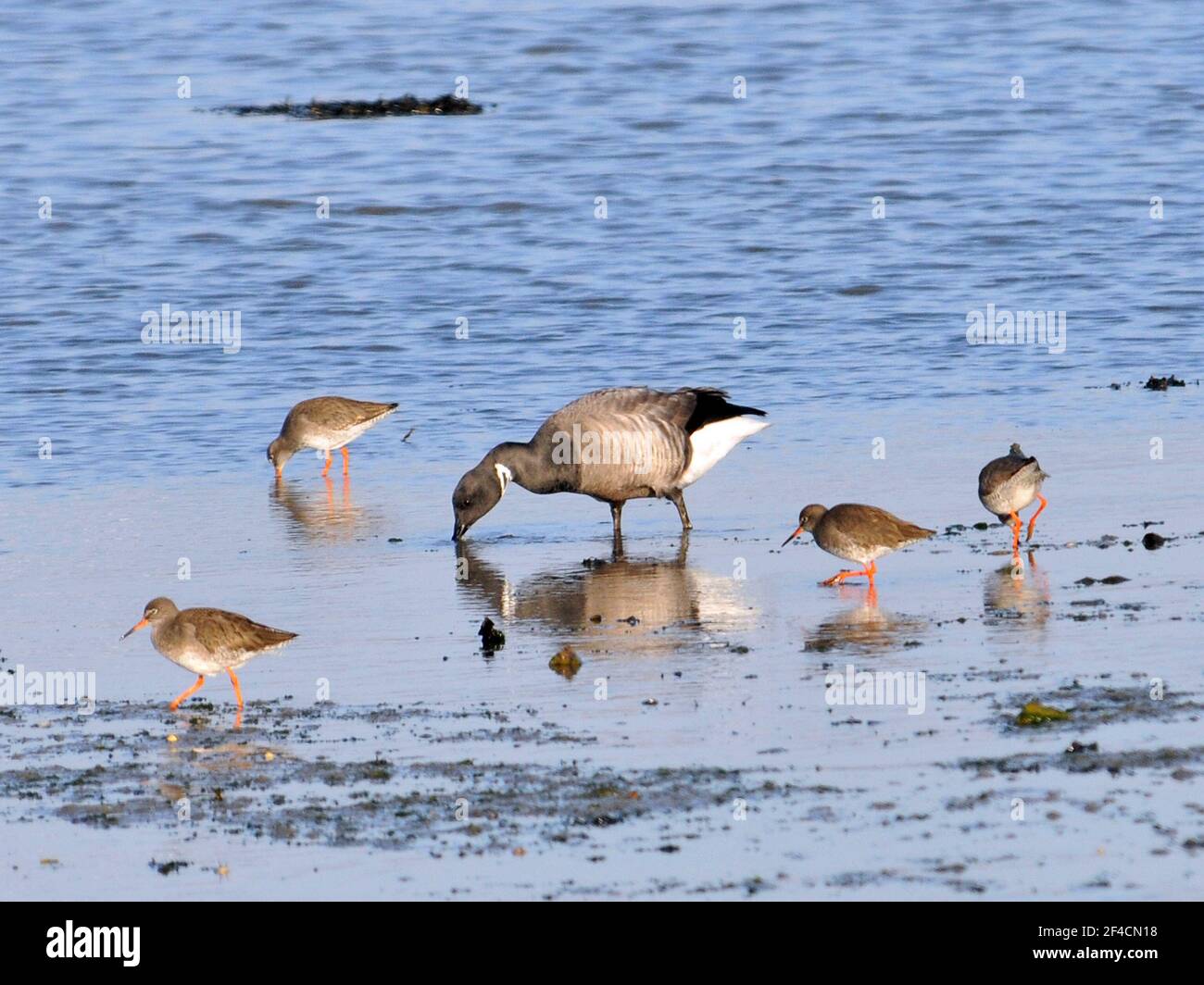 PORT REDSHANKS PORTSMOUTHN Banque D'Images