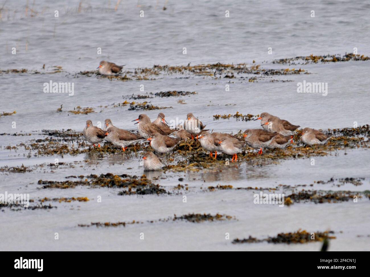 PORT REDSHANKS PORTSMOUTHN Banque D'Images