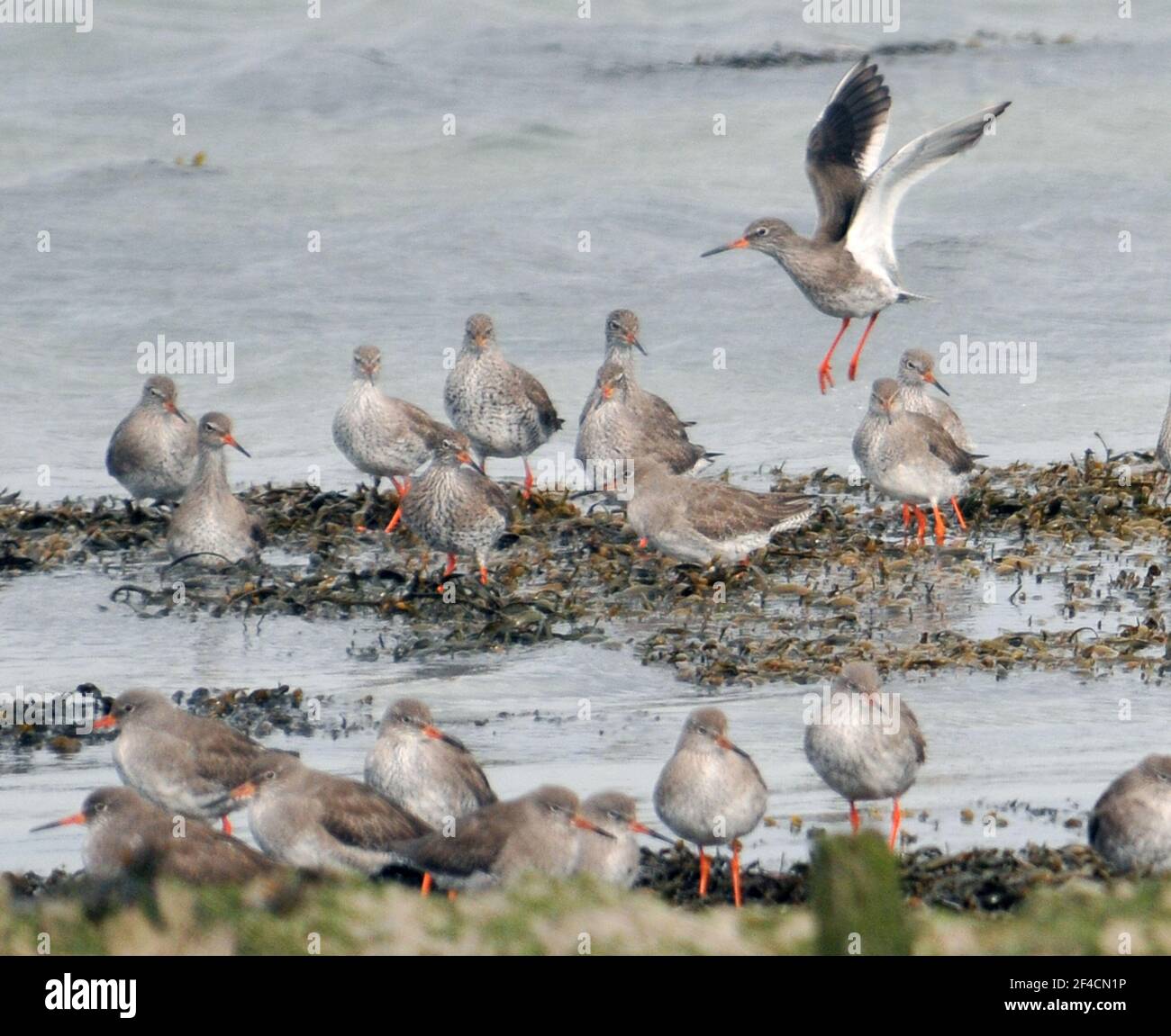 PORT REDSHANKS PORTSMOUTHN Banque D'Images