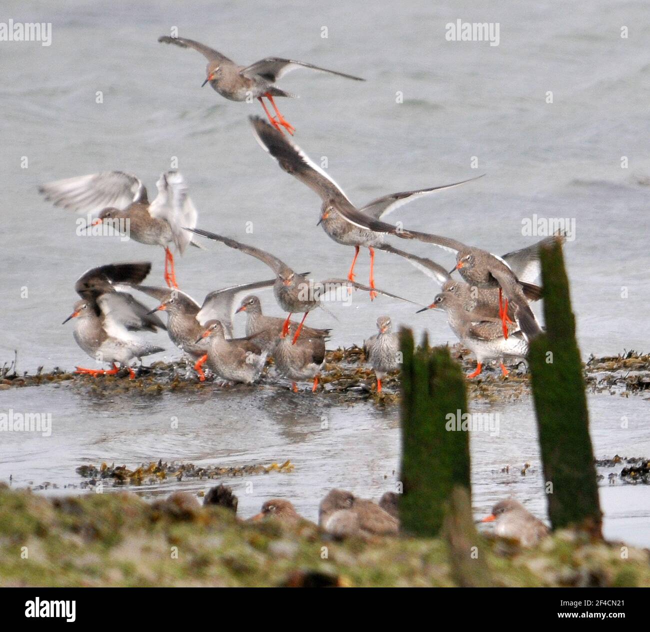 PORT REDSHANKS PORTSMOUTHN Banque D'Images