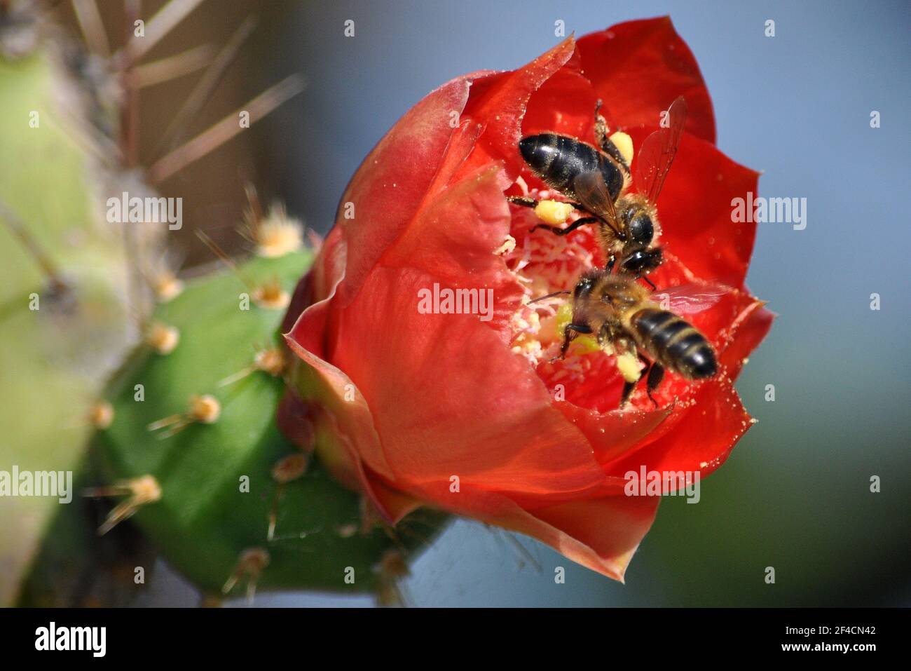 La France, la côte d'azur, le Cap d'Antibes, ont fait de la spéléologie sur les fleurs de cactus en les pollinant en même temps. Banque D'Images