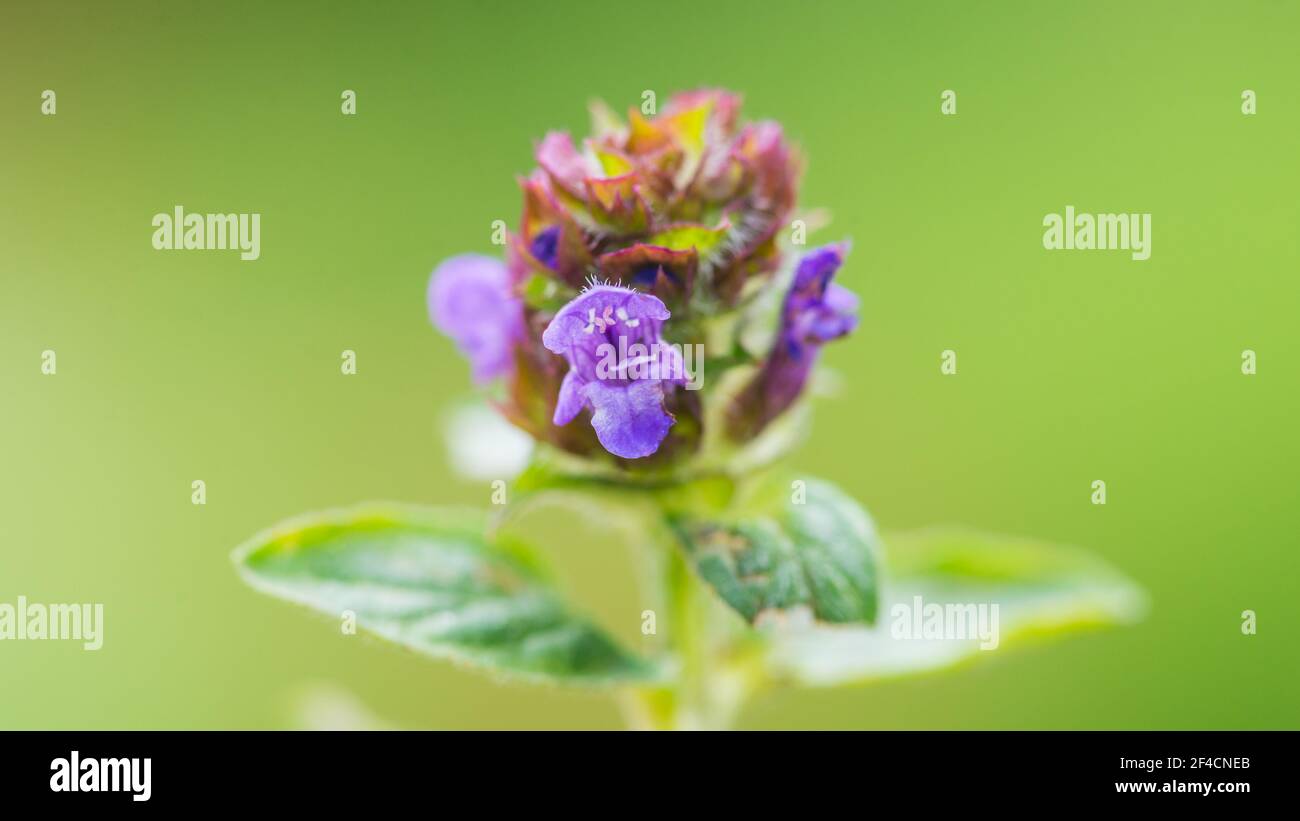Photo macro d'une tête de fleur autocicatrelle commune. Banque D'Images