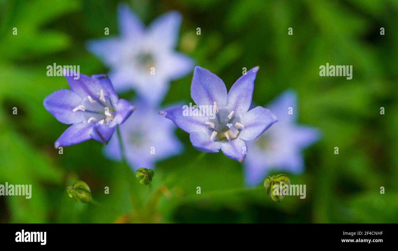 Un plan macro sur la fleur d'une grassnut plante. Banque D'Images