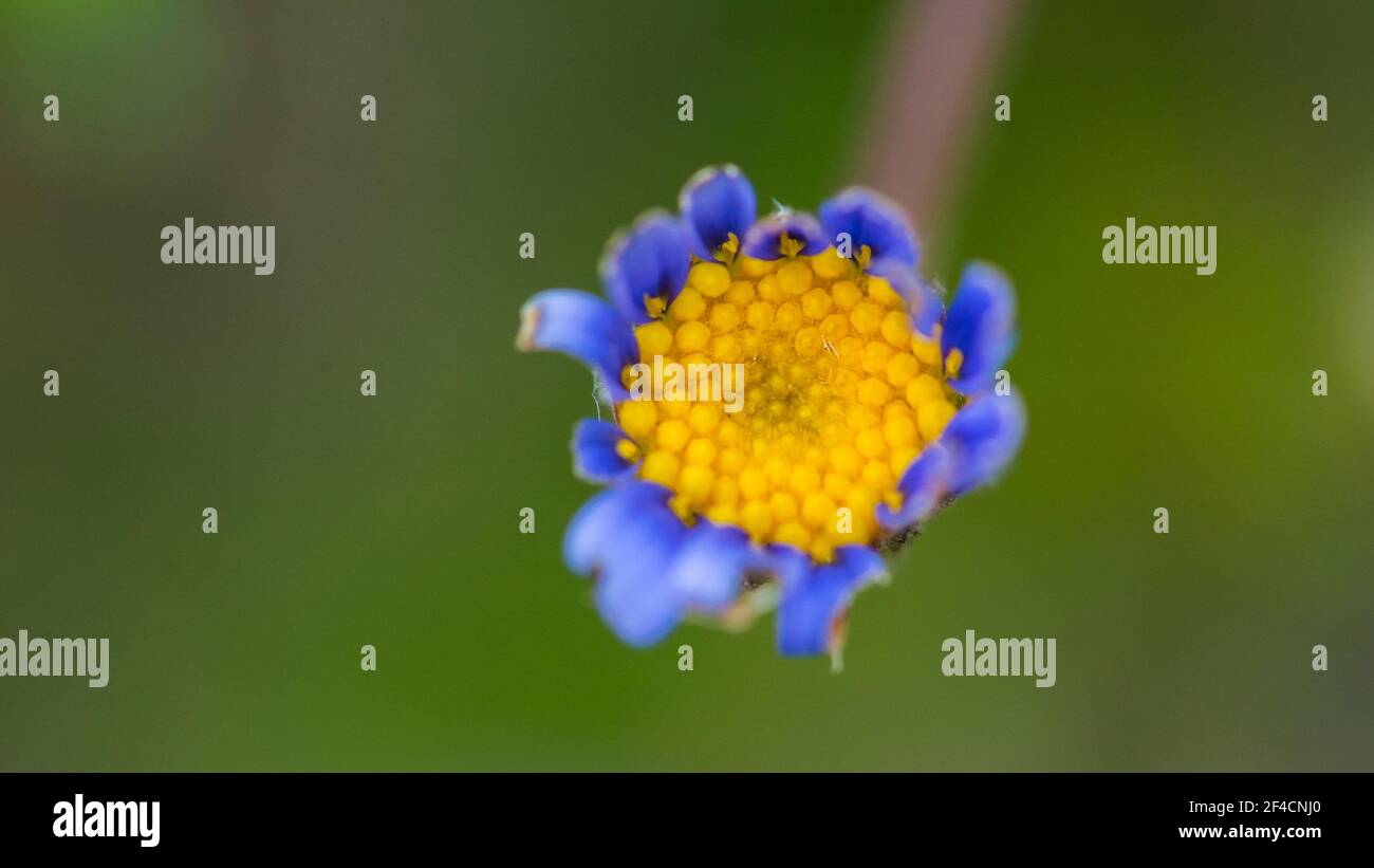 Photo macro d'une fleur de felicia en développement. Banque D'Images