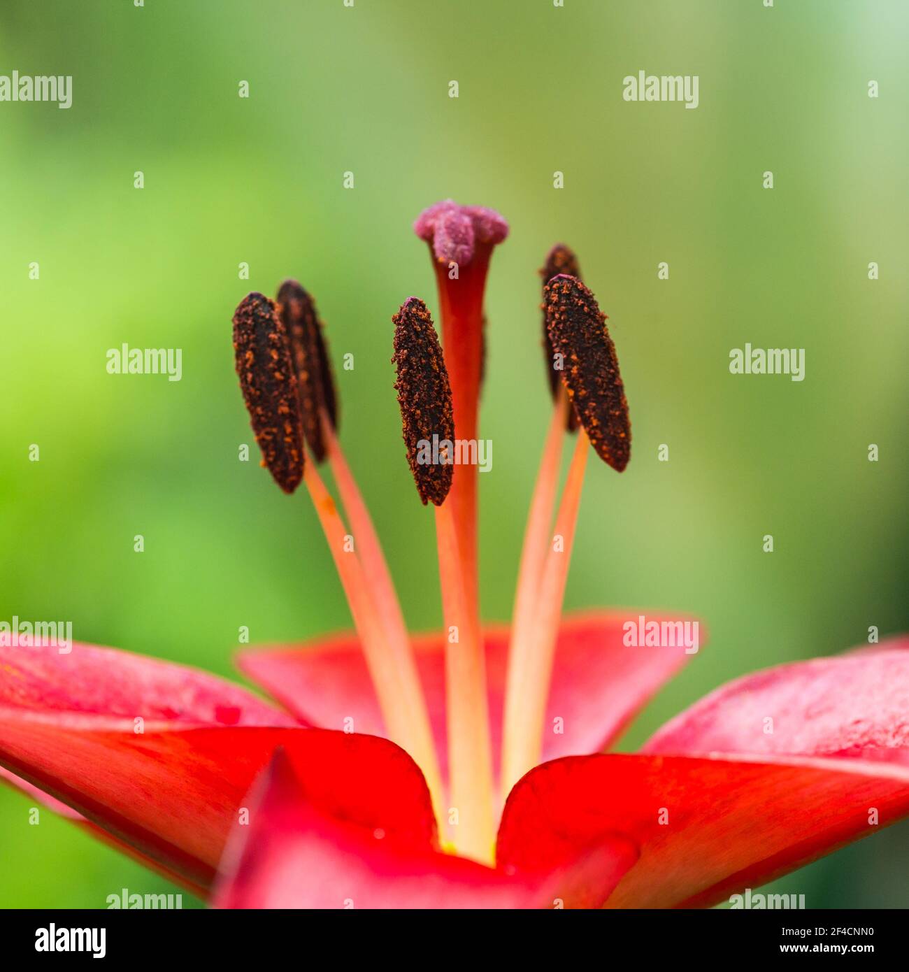Un plan macro sur une lily oriental rouge. Banque D'Images