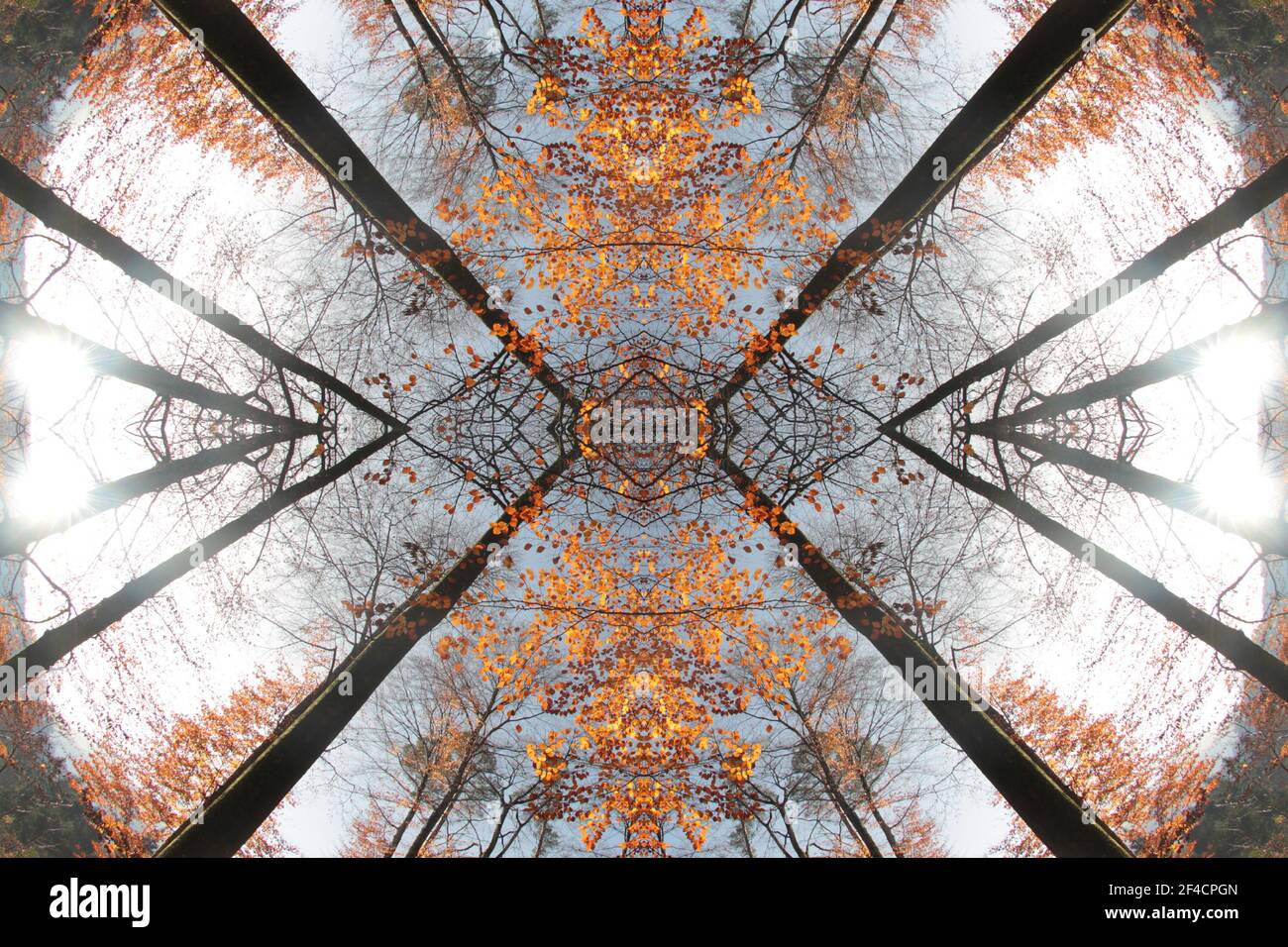 Résumé art design couverture livre calandar CD design forêt mystique arbre bois papier peint texture fond mystique sifi science fiction paysage Banque D'Images