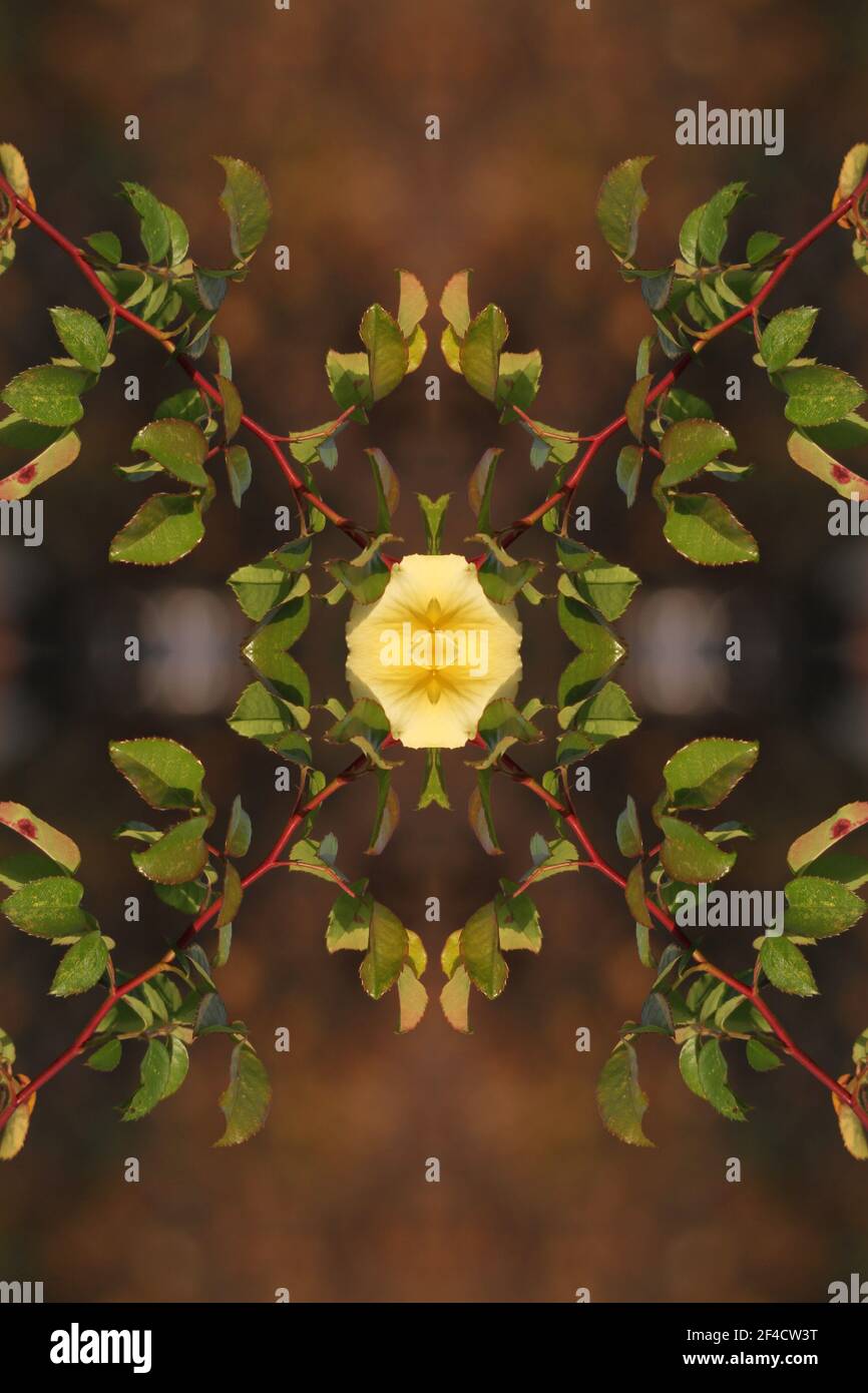 Résumé art design couverture livre calandar CD arbre de forêt mystique papier peint texture fond mystique sifi science fiction paysage rose flowerpower Banque D'Images