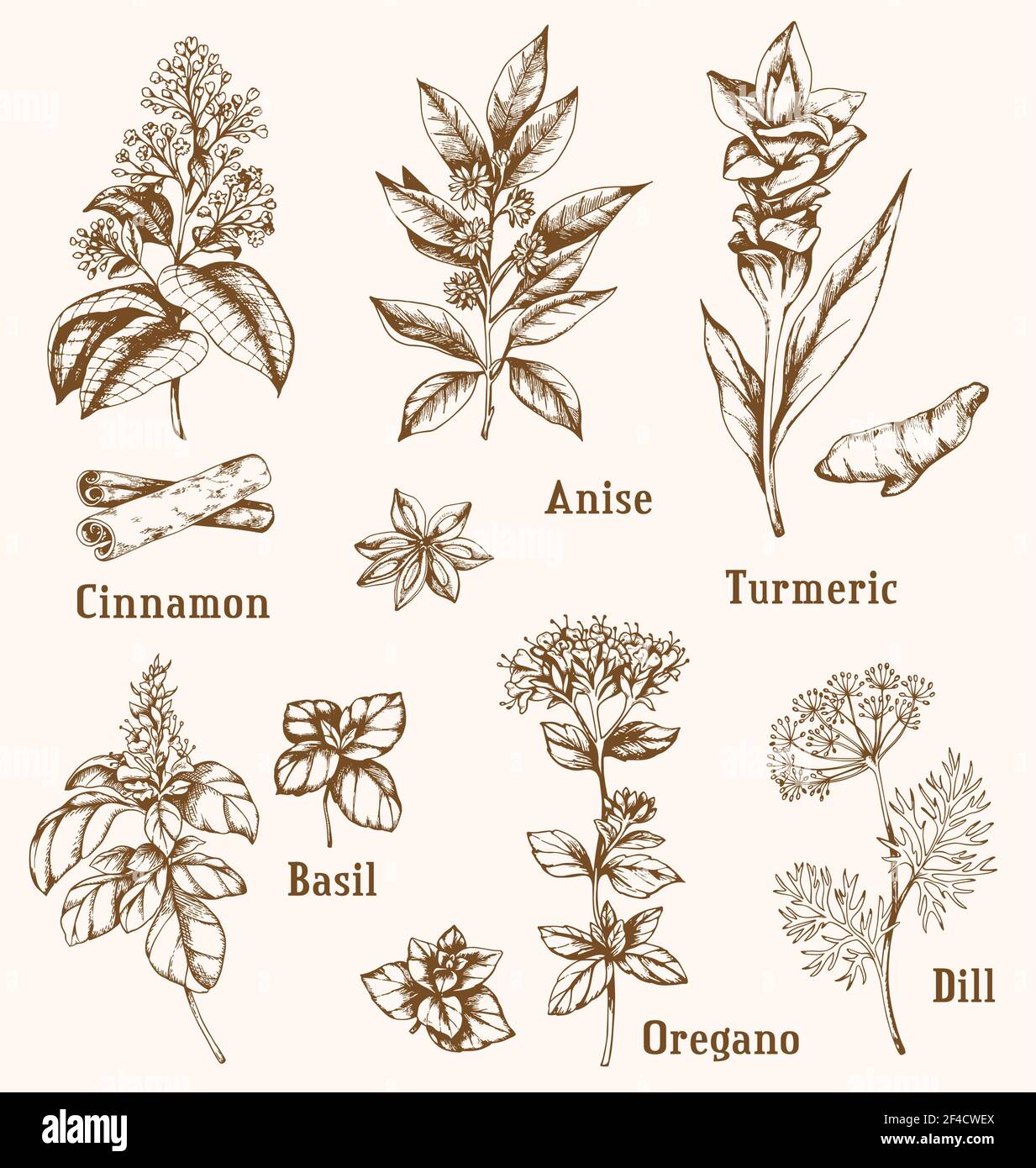 Ensemble d'épices et d'herbes vintage vectorisées à la main. Illustration de Vecteur