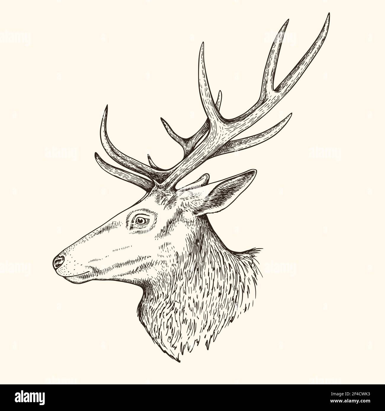 Illustration vectorielle dessinée à la main du cerf. Croquis vintage de l'animal dans la nature sauvage Illustration de Vecteur